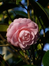 Pink Perfection Camellia, Otome Camellia, Camellia japonica 'Pink Perfection', C. japonica 'Otome'